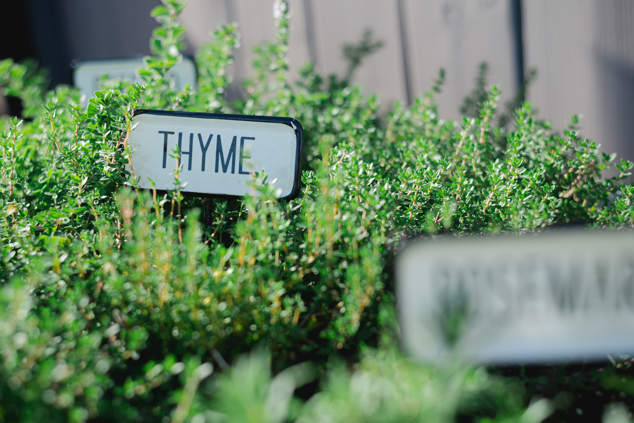 Thyme in a well-kept herb garden