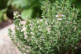 Growing Thyme in Open Land, in Raised Beds, or in Containers
