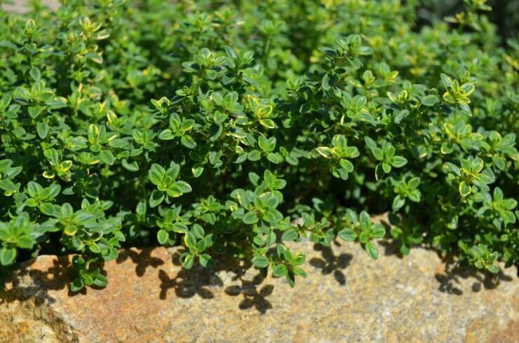 Thyme in bright sunlight