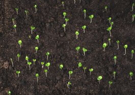 Choosing to Grow Thyme from Seeds or Seedlings