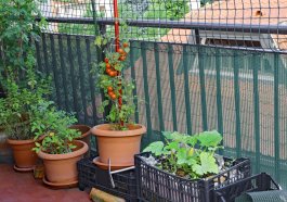 How to Keep Your Balcony Vegetables Safe from Critters