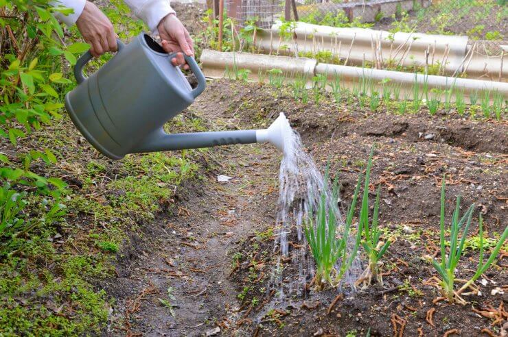 Watering onion plants