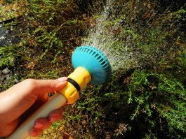 How—and When—to Water Your Thyme Plants
