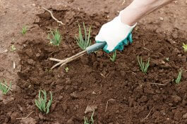 The Right Way to Weed Your Onion Patch