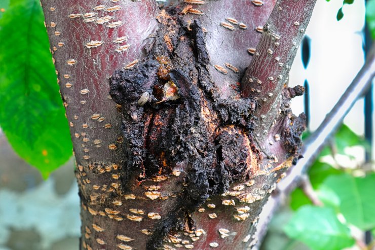 A cherry tree with a canker infection