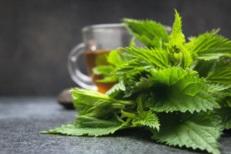 The Incredible Edible Nettle - Grow Further – A food-secure future