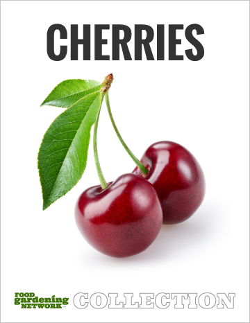 Food Gardening Network Collection - Cherries