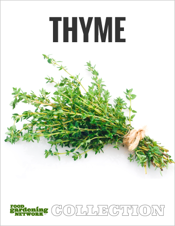 Thyme Collection