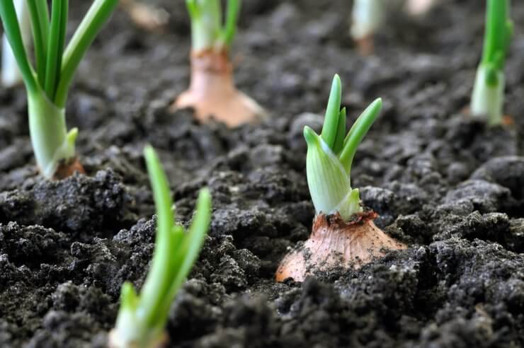 Young onion plants in great soil