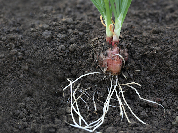 When an onion suffers pink root, the strong white roots will turn pink, then purple