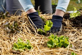 The Best Plants for Straw Bale Gardening