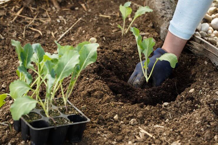 Planting seedlings