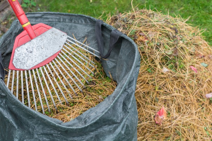 Is Pine Needle Compost too Acidic for Vegetable Gardens?