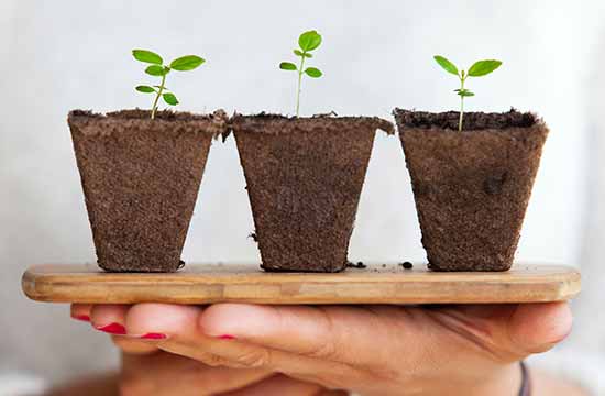 Food Gardening Network Daily