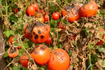 How to Stop Vegetable Diseases from Invading Your Garden
