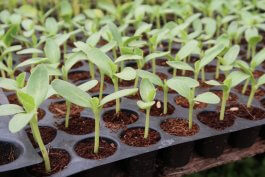 The Science of Seedling Success