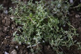 The Right Way to Weed Your Thyme Patch