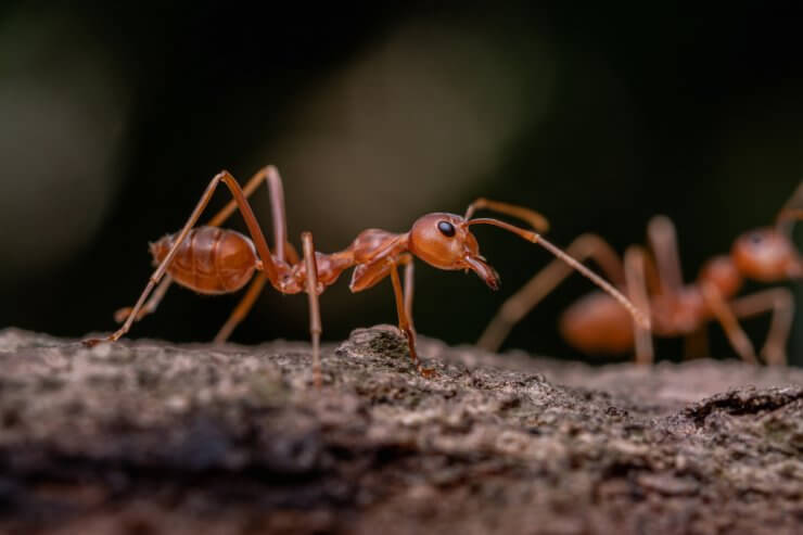 Ants are harmful to kumquat trees