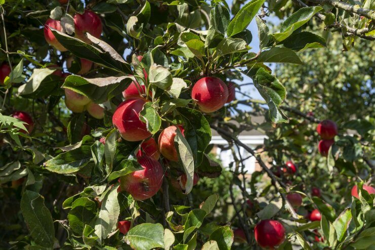 Apples in tree