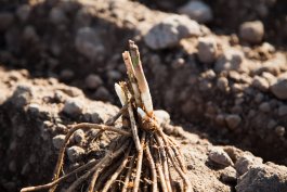 Planting and Pruning Asparagus