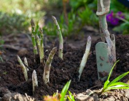 Growing Asparagus in Open Land, in Raised Beds, or in Containers