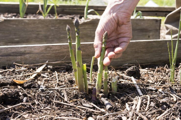 Asparagus in a raised bed