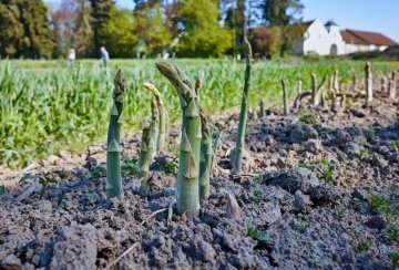 Asparagus in healthy soil