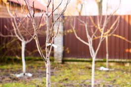 Bare apple tree