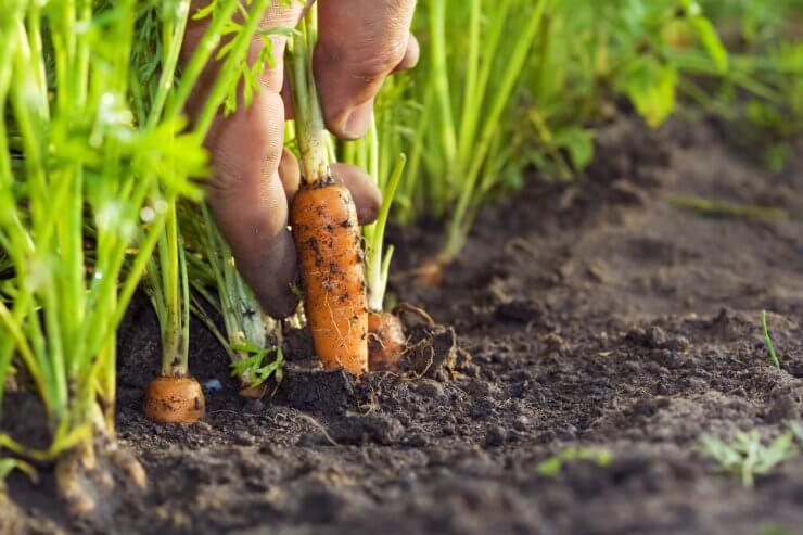 Carrot being harvested