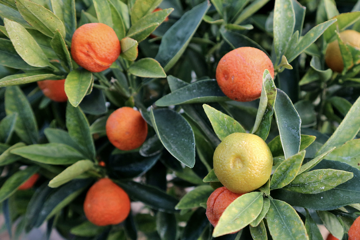 ChangShou/Fukushu Kumquat Food Gardening Network