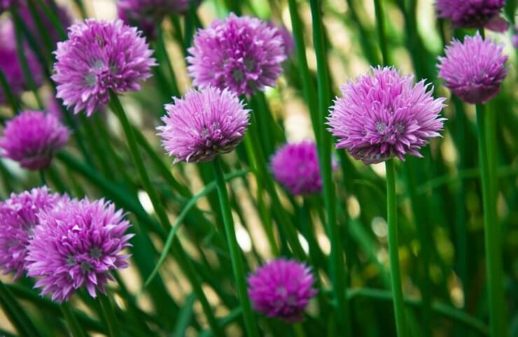 Chives