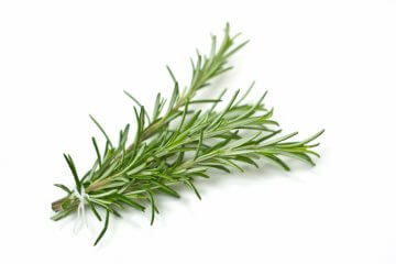 Common Rosemary - Food Gardening Network