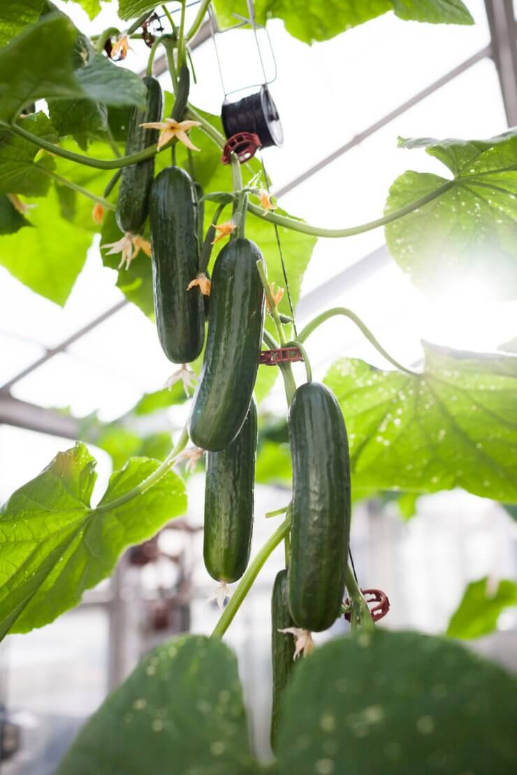 Grow Vegetables in Hanging Baskets - FineGardening