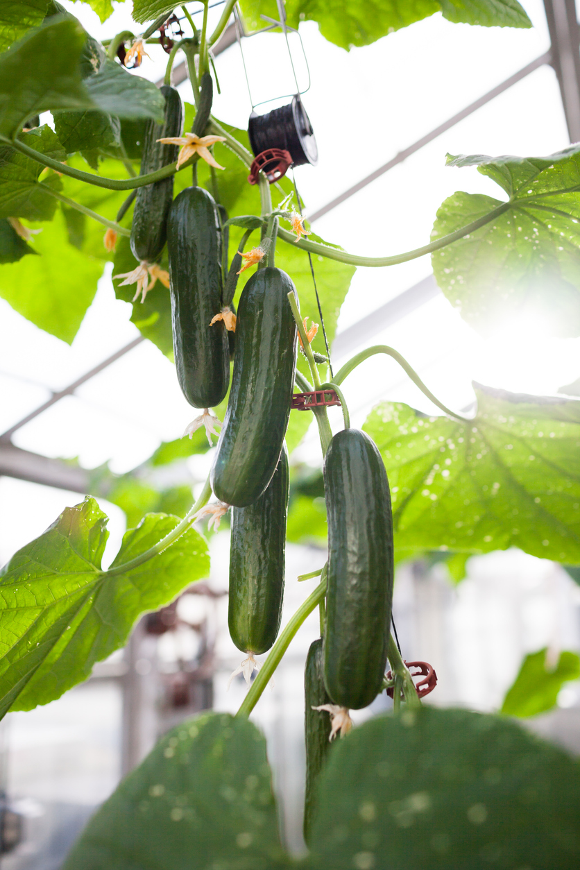 5 Vegetables You Can Grow in Hanging Baskets on a Porch Food