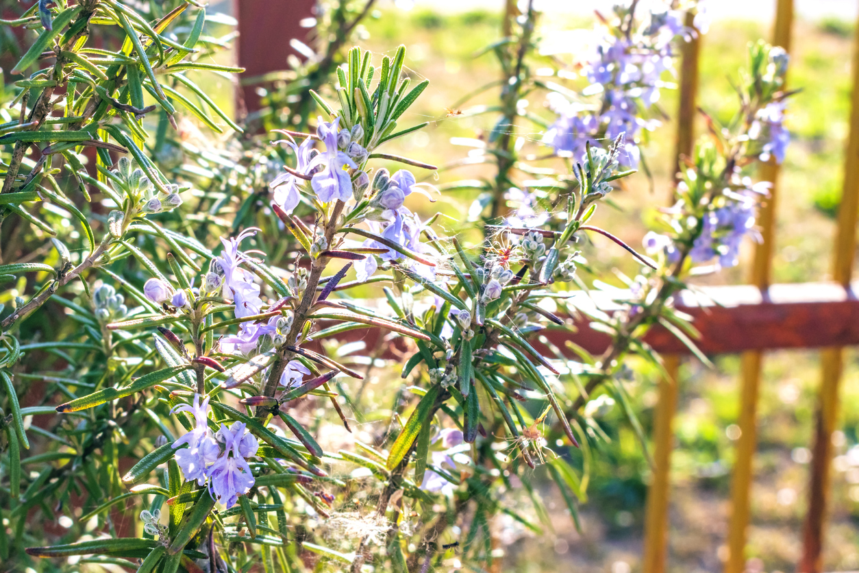 The Right Sunlight for Your Rosemary Plants Food Gardening Network