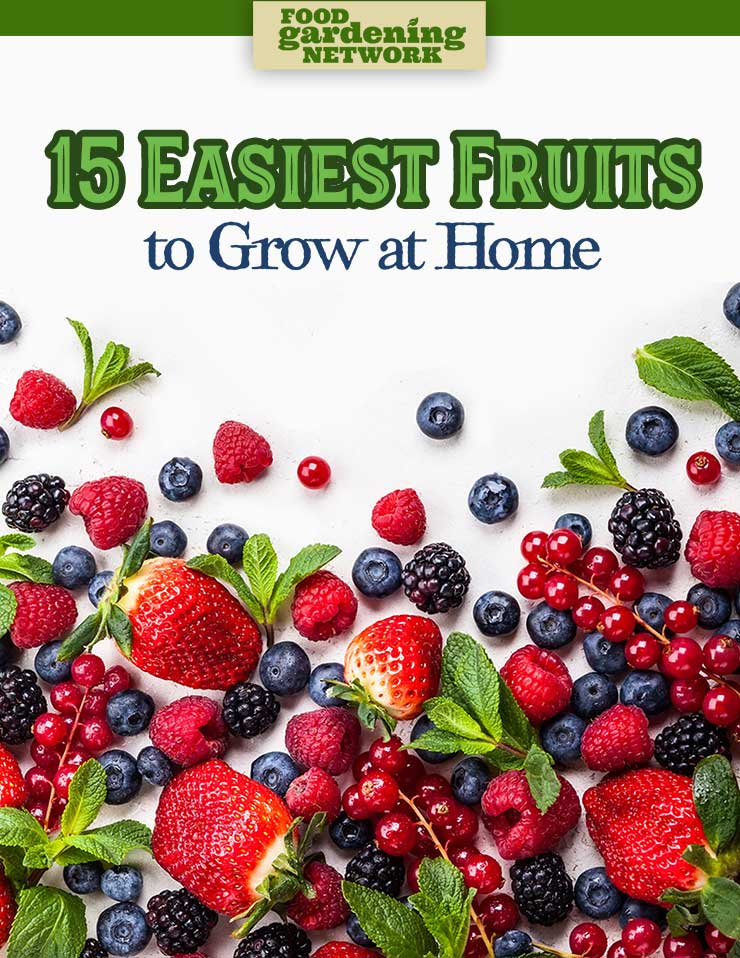 15 Easiest Fruits to Grow at Home Food Gardening Network