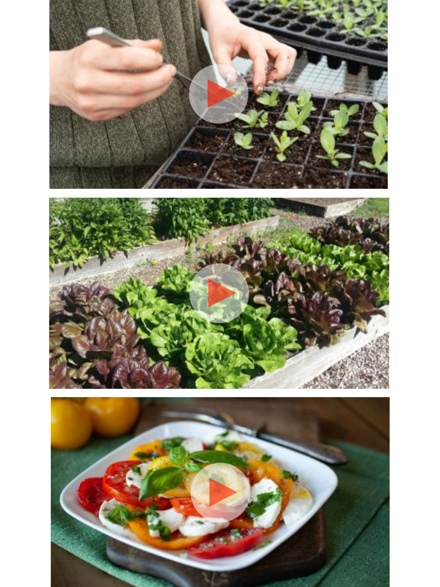 Gardening With Amanda Videos