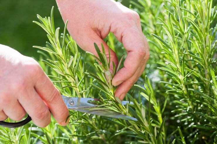 Gathering Rosemary