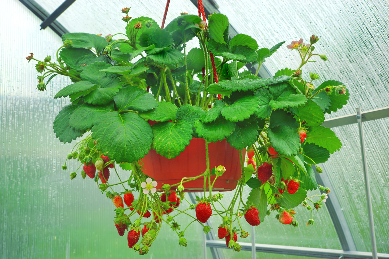 5 Vegetables You Can Grow in Hanging Baskets on a Porch Food