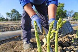 How to Harvest Your Asparagus
