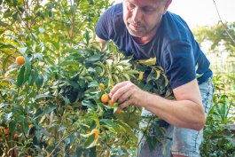 Harvesting, Storing, and Preserving Your Kumquats