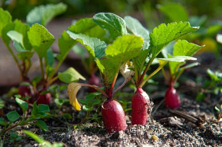 Harvesting radishes