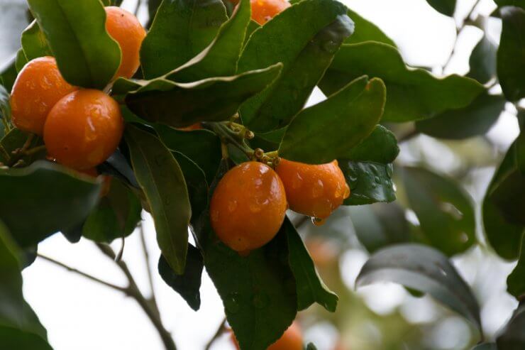 Healthy kumquat tree
