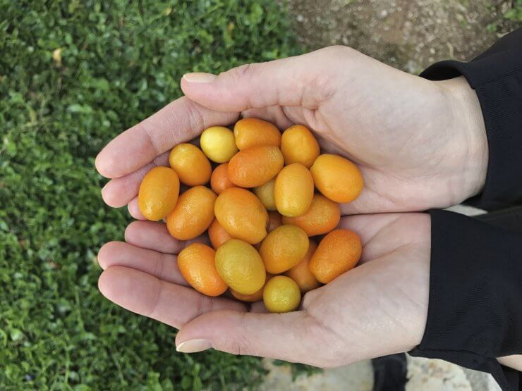 Kumquats are wonderful for your health