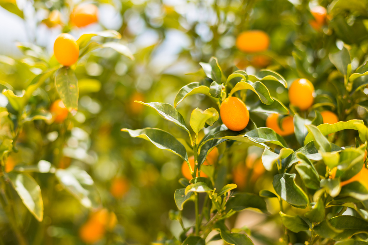 Hong Kong Kumquat Food Gardening Network
