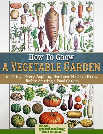 How to Grow a Vegetable Garden