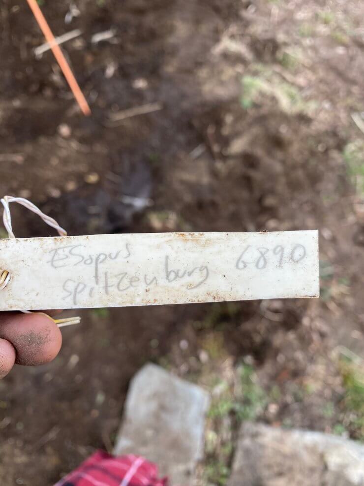 How to Plant a Bare Root Apple Tree Food Gardening Network