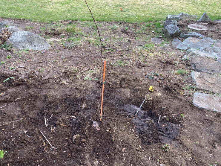 how to plant a bare root apple tree