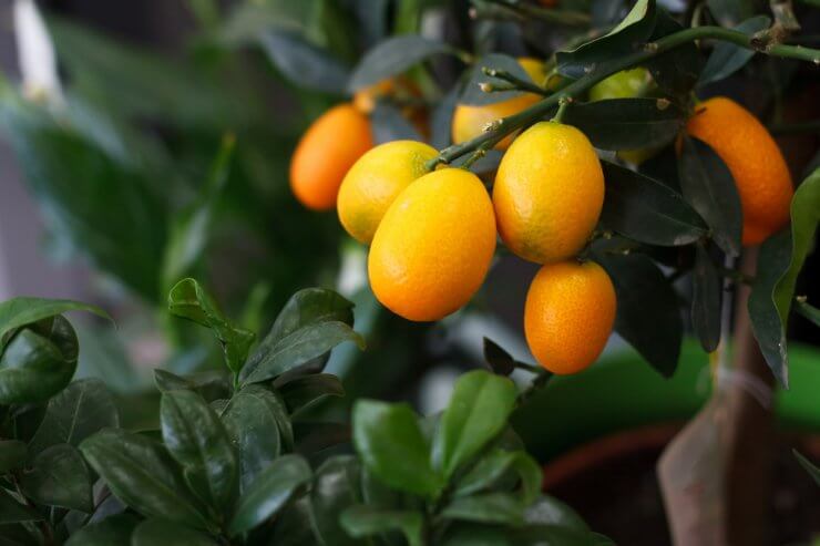 Kumquat bunch