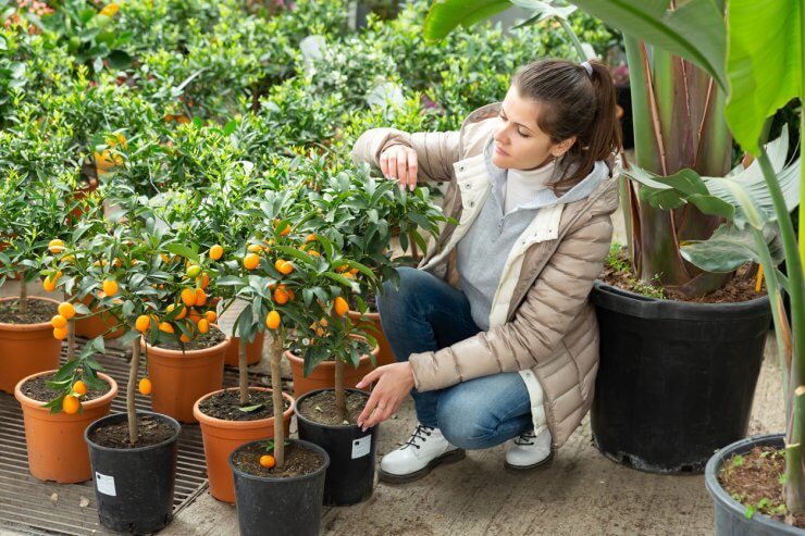 Kumquat plants